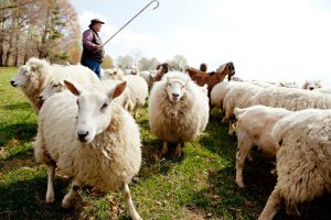 sheep-farmer-paid-enough-for-its-products